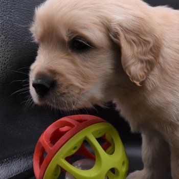 chiot Golden retriever sable Collier vert fluo élevage du Fond de la Noye