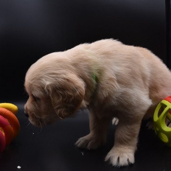 chiot Golden retriever sable Collier vert fluo élevage du Fond de la Noye