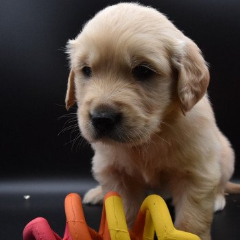 chiot Golden retriever sable Collier vert fluo élevage du Fond de la Noye