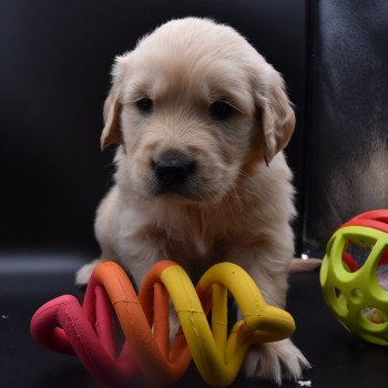 chiot Golden retriever sable Collier vert fluo élevage du Fond de la Noye