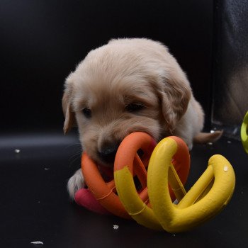 chiot Golden retriever sable Collier vert fluo élevage du Fond de la Noye