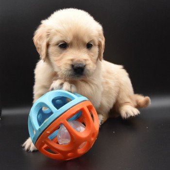 chiot Golden retriever sable Collier vert foncé élevage du Fond de la Noye