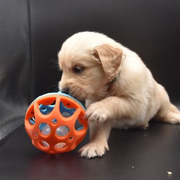 chiot Golden retriever sable Collier vert foncé élevage du Fond de la Noye