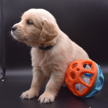 chiot Golden retriever sable Collier vert foncé élevage du Fond de la Noye