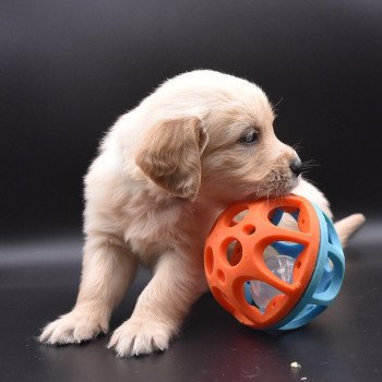 chiot Golden retriever sable Collier vert foncé élevage du Fond de la Noye