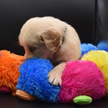 chiot Golden retriever sable Collier vert foncé élevage du Fond de la Noye