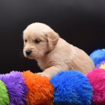 chiot Golden retriever sable Collier vert foncé élevage du Fond de la Noye