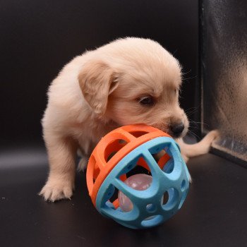 chiot Golden retriever sable Collier vert foncé élevage du Fond de la Noye