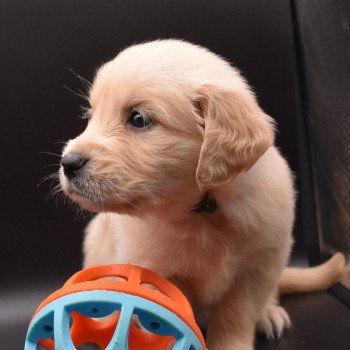 chiot Golden retriever sable Collier vert foncé élevage du Fond de la Noye