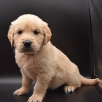 chiot Golden retriever sable Collier vert foncé élevage du Fond de la Noye