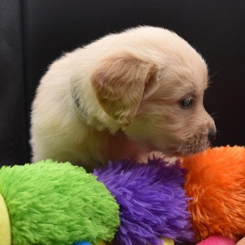 chiot Golden retriever sable Collier vert foncé élevage du Fond de la Noye