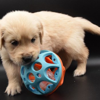 chiot Golden retriever sable Collier vert foncé élevage du Fond de la Noye