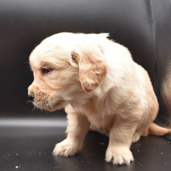 chiot Golden retriever Collier vert foncé élevage du Fond de la Noye