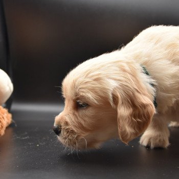 chiot Golden retriever Collier vert foncé élevage du Fond de la Noye