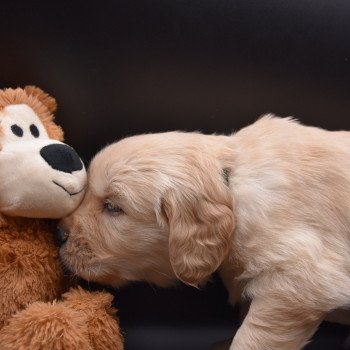 chiot Golden retriever Collier vert foncé élevage du Fond de la Noye chiot Golden retriever Collier vert foncé élevage du Fond de la Noye