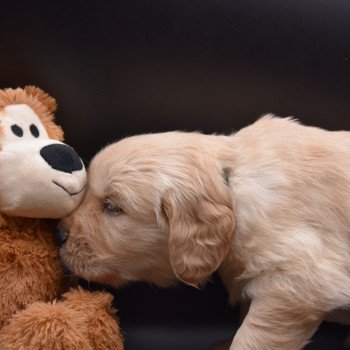 chiot Golden retriever Collier vert foncé élevage du Fond de la Noye