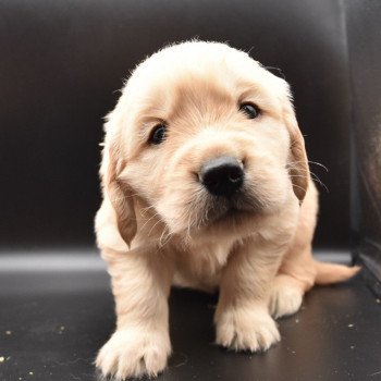 chiot Golden retriever Collier vert foncé élevage du Fond de la Noye chiot Golden retriever Collier vert foncé élevage du Fond de la Noye