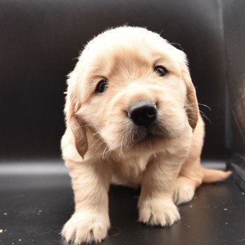 chiot Golden retriever Collier vert foncé élevage du Fond de la Noye