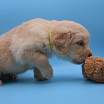 chiot Golden retriever Collier vert élevage du Fond de la Noye