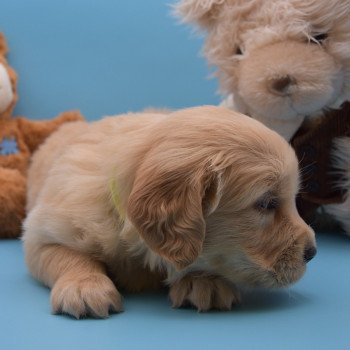 chiot Golden retriever Collier vert élevage du Fond de la Noye