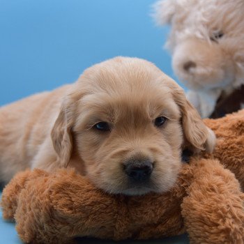 chiot Golden retriever Collier vert élevage du Fond de la Noye