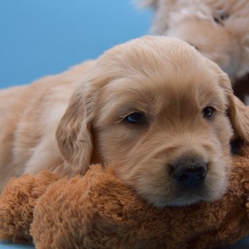 chiot Golden retriever Collier vert élevage du Fond de la Noye