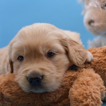 chiot Golden retriever Collier vert élevage du Fond de la Noye