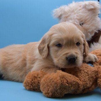 chiot Golden retriever Collier vert élevage du Fond de la Noye