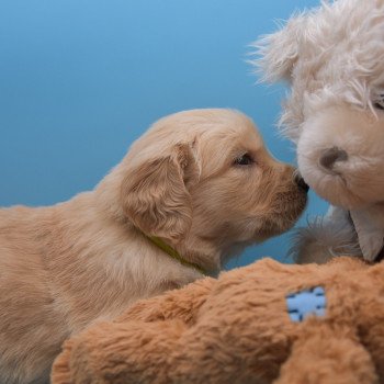 chiot Golden retriever Collier vert élevage du Fond de la Noye