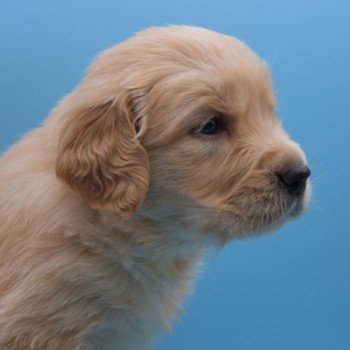 chiot Golden retriever Collier vert élevage du Fond de la Noye