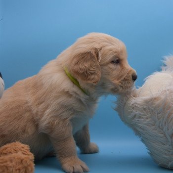 chiot Golden retriever Collier vert élevage du Fond de la Noye