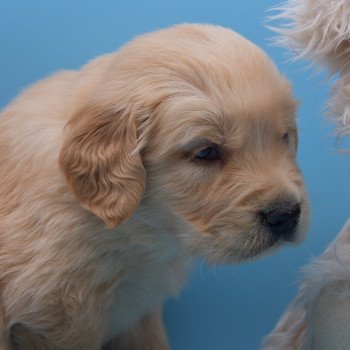 chiot Golden retriever Collier vert élevage du Fond de la Noye