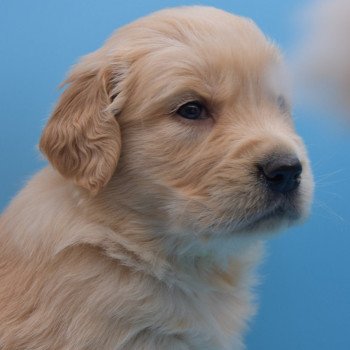 chiot Golden retriever Collier vert élevage du Fond de la Noye