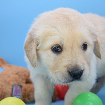 chiot Golden retriever Collier violet élevage du Fond de la Noye