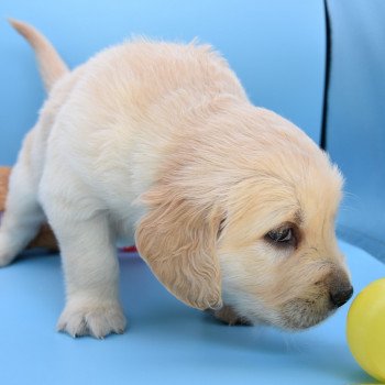 chiot Golden retriever Collier violet élevage du Fond de la Noye