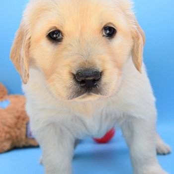 chiot Golden retriever Collier violet élevage du Fond de la Noye