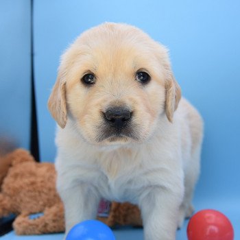 chiot Golden retriever Collier violet élevage du Fond de la Noye