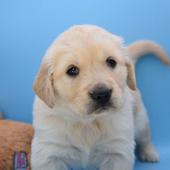 chiot Golden retriever Collier violet élevage du Fond de la Noye