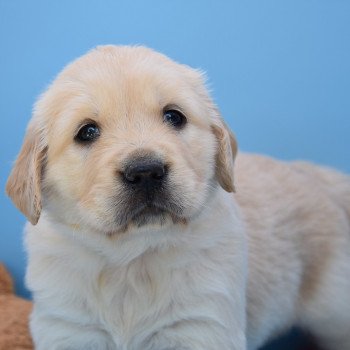 chiot Golden retriever Collier violet élevage du Fond de la Noye