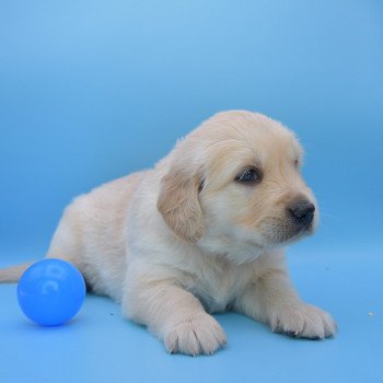 chiot Golden retriever Collier violet élevage du Fond de la Noye chiot Golden retriever Collier violet élevage du Fond de la Noye