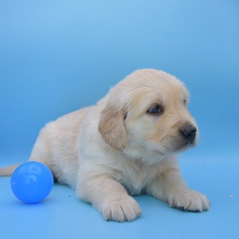 chiot Golden retriever Collier violet élevage du Fond de la Noye