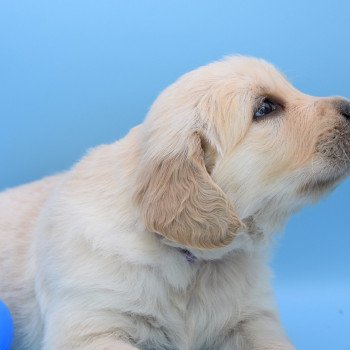 chiot Golden retriever Collier violet élevage du Fond de la Noye