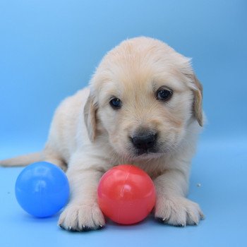 chiot Golden retriever Collier violet élevage du Fond de la Noye