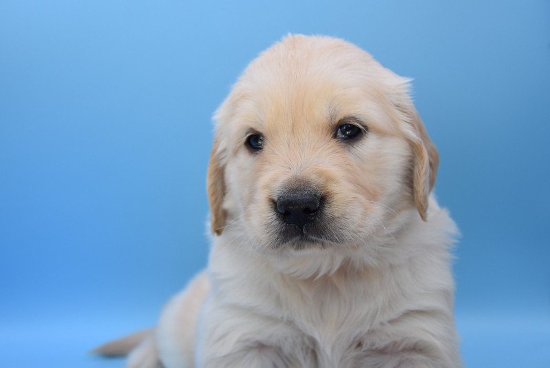 Rango du Fond de la Noye Mâle Golden retriever