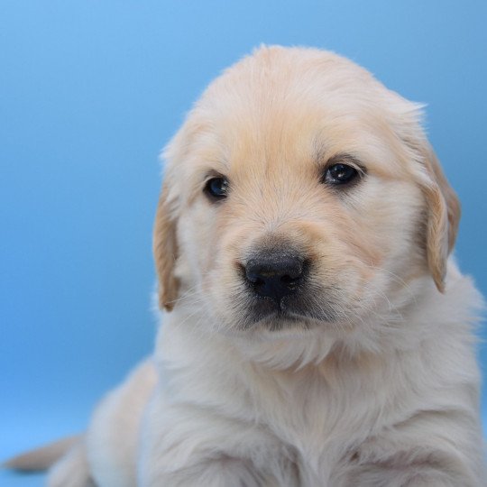 Rango du Fond de la Noye Mâle Golden retriever