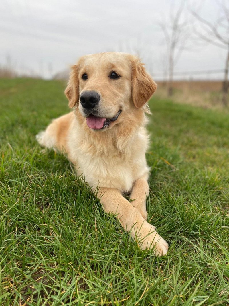 R'mione du Fond de la Noye Femelle Golden retriever