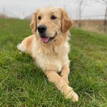 chien Golden retriever R'mione élevage du Fond de la Noye