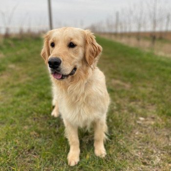 chien Golden retriever R'mione élevage du Fond de la Noye