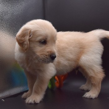 chiot Golden retriever sable Collier violet élevage du Fond de la Noye