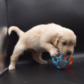 chiot Golden retriever sable Collier violet élevage du Fond de la Noye